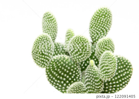 サボテン 122091405