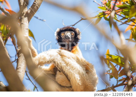 Endangered Coquerel Sifaka Lemur Propithecus coquereli Madagascar 122091443