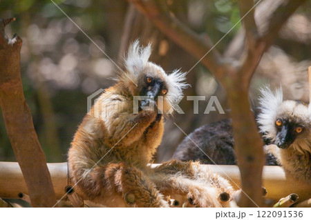 Blue eyed lemur on tree in forest 122091536