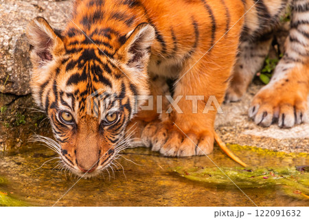 Sumatran tiger family with two little cubs Sumatran tiger family with two little cubs 122091632