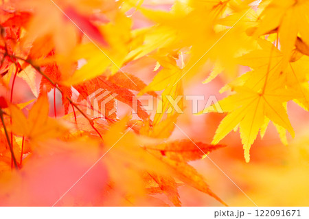 紅葉 122091671