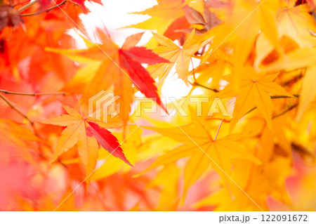 紅葉 紅葉 122091672