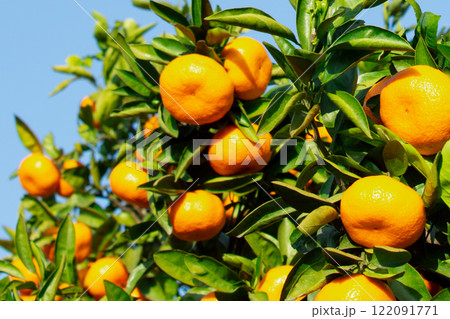 みかん園 122091771