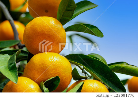 みかん園 122091776