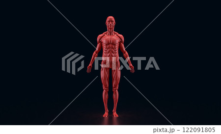 The Human anatomy for medical or education concept 3d rendering. 122091805