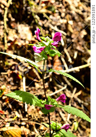 御坂山地の鬼ヶ岳　シオガマギク 122091891