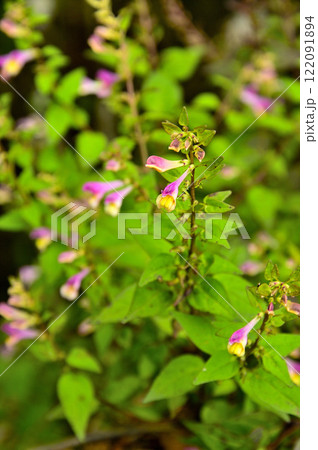 御坂山地の鍵掛　ミヤマママコナ 122091894