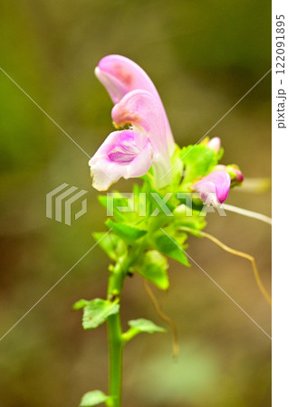 御坂山地の鍵掛 ミヤマママコナ 御坂山地の鍵掛 ミヤマママコナ 122091895
