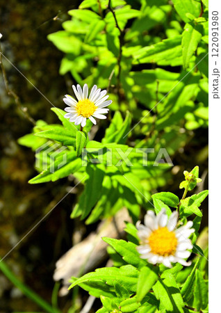 御坂山地の鬼ヶ岳　キク科シオン属　ヨメナ 122091980