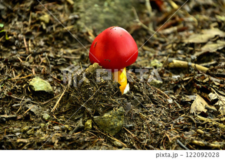 御坂山地の雪頭ヶ岳　タマゴタケの幼菌 122092028