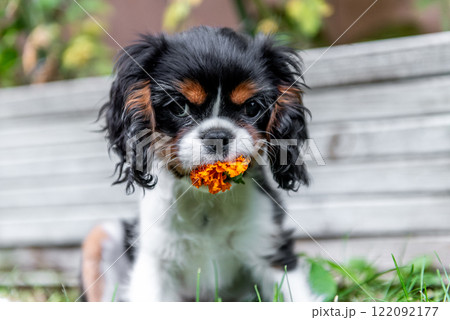 Cavalier king charles spaniel in the garden. 122092177
