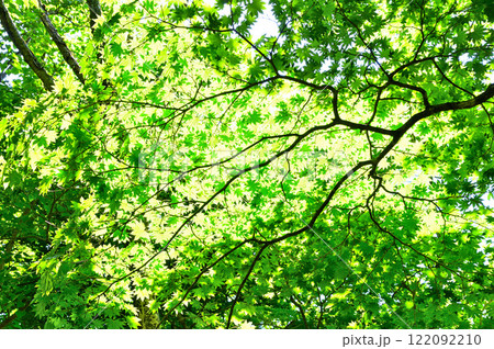 御坂山地の金山　緑の森　夏の陽ざし 122092210