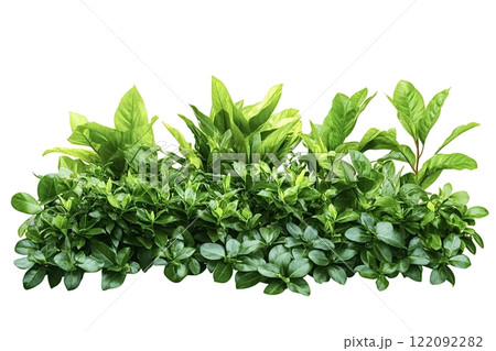 Tropical plants and bushes growing on white background Tropical plants and bushes growing on white background 122092282