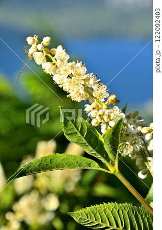 御坂山地の十二ヶ岳 リョウブ 御坂山地の十二ヶ岳 リョウブ 122092403