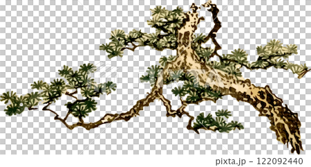 Pine tree for background 122092440