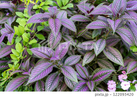 Vibrant Persian Shield Foliage with Striking Purple and Green Leaves. 122093420