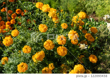 Vibrant Tagetes Marigold Flowers in Full Bloom in Lush Garden Setting. 122093438