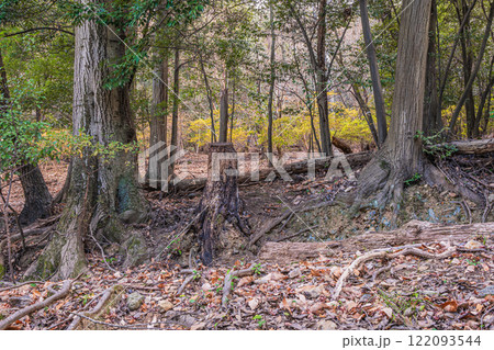 冬の大吉山（仏徳山）樹林風景　京都府宇治市 122093544