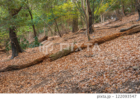 冬の大吉山(仏徳山)樹林風景 京都府宇治市 冬の大吉山(仏徳山)樹林風景 京都府宇治市 122093547