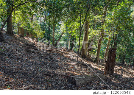 冬の大吉山（仏徳山）樹林風景　京都府宇治市 122093548