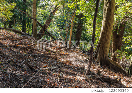 冬の大吉山(仏徳山)樹林風景 京都府宇治市 冬の大吉山(仏徳山)樹林風景 京都府宇治市 122093549