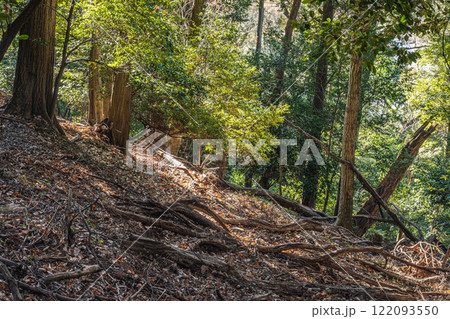 冬の大吉山（仏徳山）樹林風景　京都府宇治市 122093550