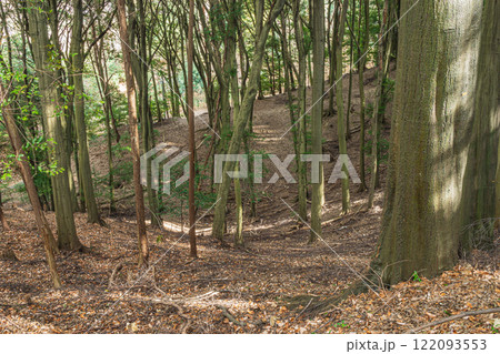 冬の大吉山（仏徳山）樹林風景　京都府宇治市 122093553