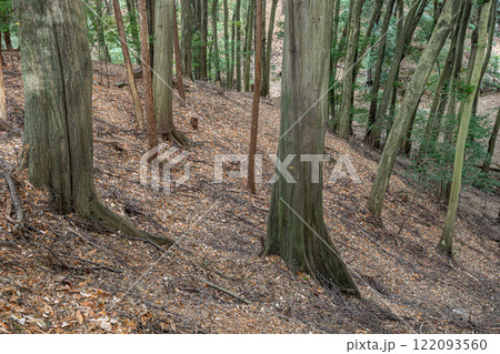 冬の大吉山(仏徳山)樹林風景 京都府宇治市 冬の大吉山(仏徳山)樹林風景 京都府宇治市 122093560