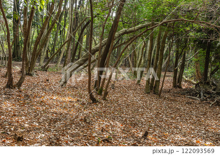 冬の大吉山(仏徳山)樹林風景 京都府宇治市 冬の大吉山(仏徳山)樹林風景 京都府宇治市 122093569