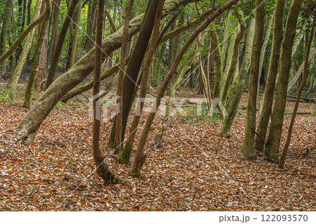 冬の大吉山(仏徳山)樹林風景 京都府宇治市 冬の大吉山(仏徳山)樹林風景 京都府宇治市 122093570
