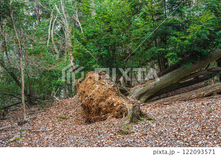 冬の大吉山(仏徳山)樹林風景 京都府宇治市 冬の大吉山(仏徳山)樹林風景 京都府宇治市 122093571