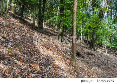 冬の大吉山（仏徳山）樹林風景　京都府宇治市 122093573
