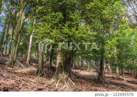 冬の大吉山(仏徳山)樹林風景 京都府宇治市 冬の大吉山(仏徳山)樹林風景 京都府宇治市 122093576