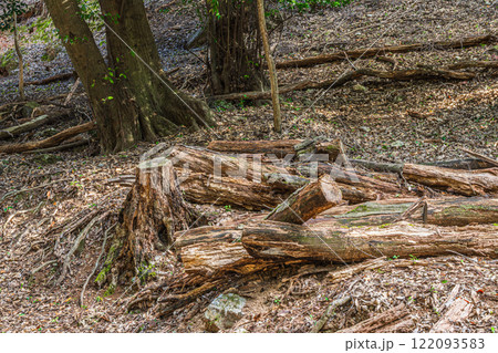 冬の大吉山（仏徳山）樹林風景　京都府宇治市 122093583