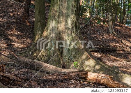 冬の大吉山（仏徳山）樹林風景　京都府宇治市 122093587