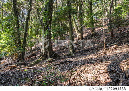 冬の大吉山（仏徳山）樹林風景　京都府宇治市 122093588