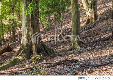 冬の大吉山（仏徳山）樹林風景　京都府宇治市 122093589