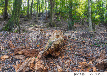 冬の大吉山（仏徳山）樹林風景　京都府宇治市 122093598