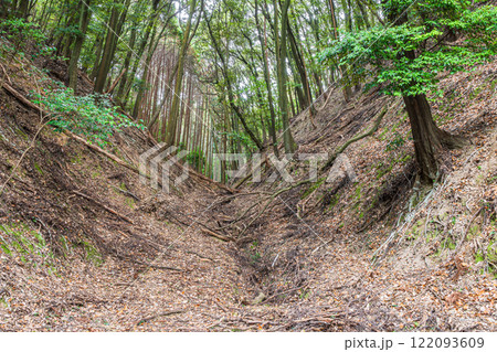 冬の大吉山（仏徳山）樹林風景　京都府宇治市 122093609