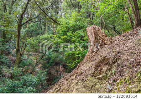 冬の大吉山（仏徳山）樹林風景　京都府宇治市 122093614