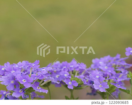青いバーベナの花とコピースペース 青いバーベナの花とコピースペース 122093685