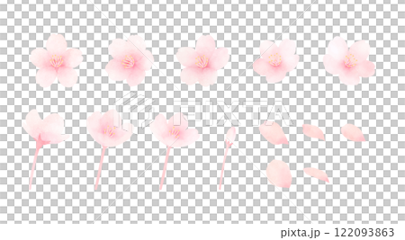 Watercolor illustration set of cherry blossoms in full bloom Cute hand-drawn spring flower material 122093863