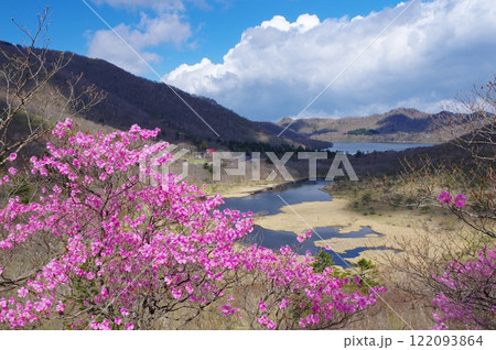 春の赤城山・覚満淵とアカヤシオツツジ 122093864