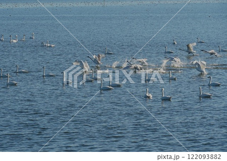 ハクチョウが集う北浦湖畔 白鳥の里 新春の風景 ハクチョウが集う北浦湖畔 白鳥の里 新春の風景 122093882