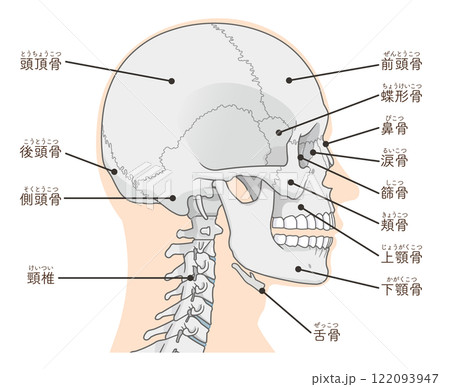 頭蓋骨のイラスト Skull illustration 122093947