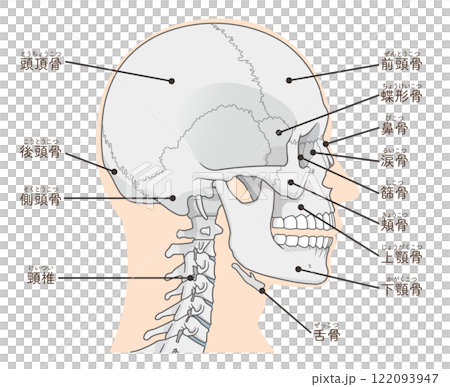 頭蓋骨のイラスト Skull illustration 122093947