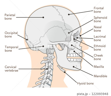 頭蓋骨のイラスト Skull illustration 122093948