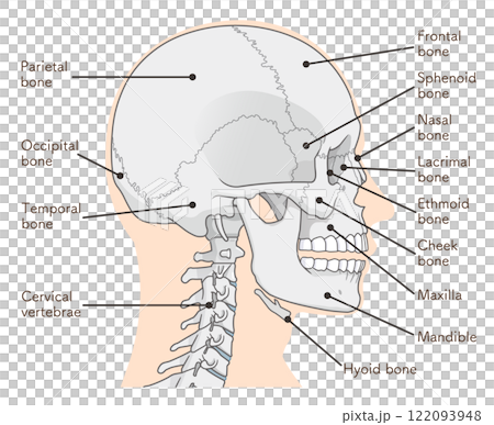 Skull illustration 122093948