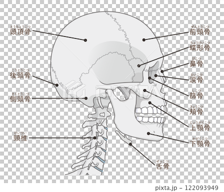 Skull illustration Skull illustration 122093949