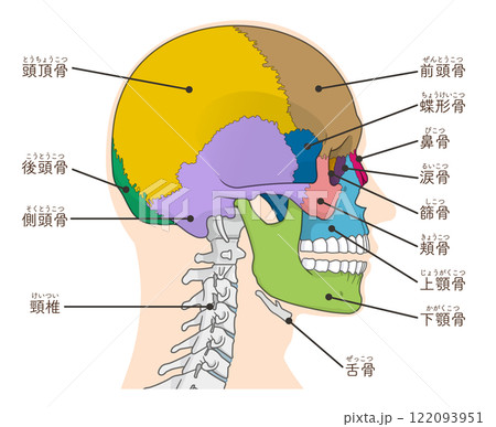 頭蓋骨のイラスト Skull illustration 頭蓋骨のイラスト Skull illustration 122093951